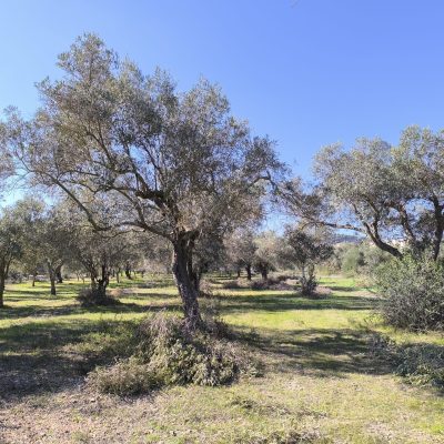 IMG_20241103_122809 - Comune di Samatzai - Provincia Sud Sardegna